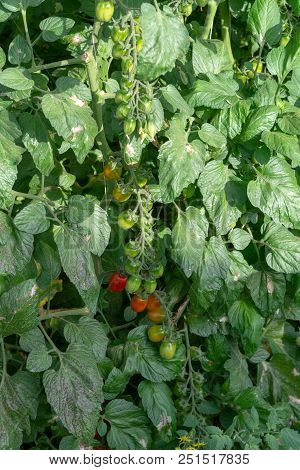 Bio Farming In Italy, Cultivation Of Sweet Cherry Tomatoes In Greenhouse, Agriculrutal Region Near F
