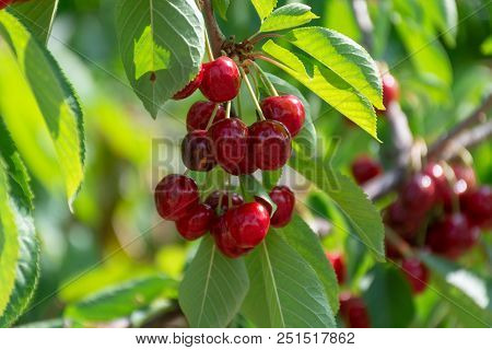 Cherry Tree Orchard With Fresh Ripe Cherries Fruits Near Cipy Turi, Capital Of Cherry In Apulia, Ita