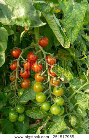 Bio Farming In Italy, Cultivation Of Sweet Cherry Tomatoes In Greenhouse, Agriculrutal Region Near F