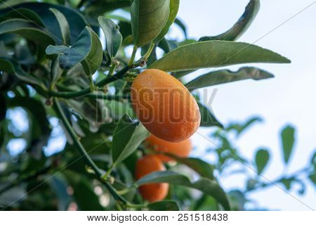Tropical Small Ripe Orange Citrus Fruits Kumquats On Tree, Close Up, Ready To Harvest