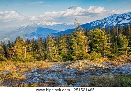 Autumn Carpathian Mountain White Tysa River Landscape With Multicolored Yellow-orange-red-brown Tree