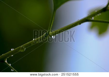 Reflection In Water Droplets On Young Leaves Of Ginkgo Biloba.