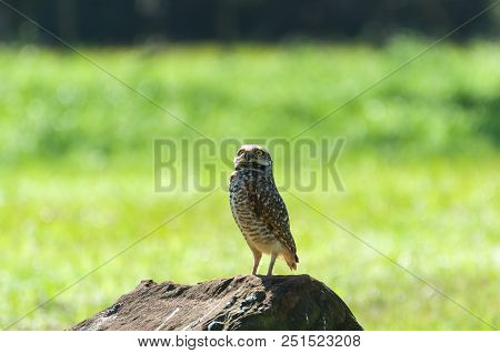 Beautiful Owl (glaucidium Minutissimum) On Top Of A Rock.