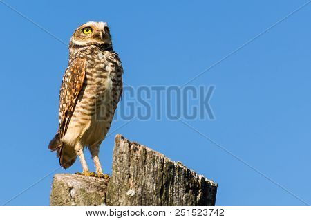 Beautiful Owl (glaucidium Minutissimum) On Top Of A Tree Trunk.