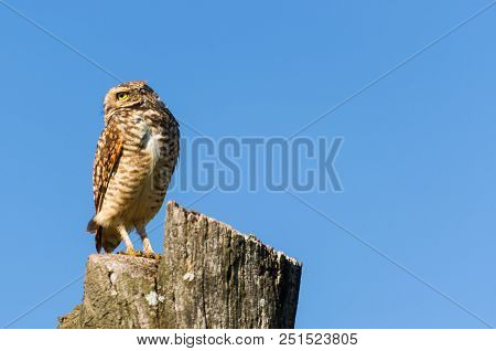 Beautiful Owl (glaucidium Minutissimum) On Top Of A Tree Trunk.