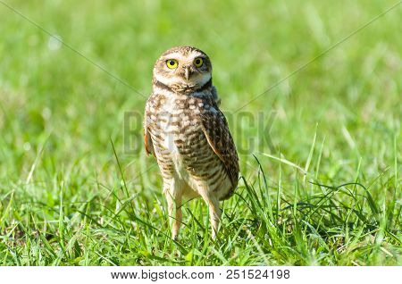 Beautiful Owl (glaucidium Minutissimum) On Top Of A Grass.