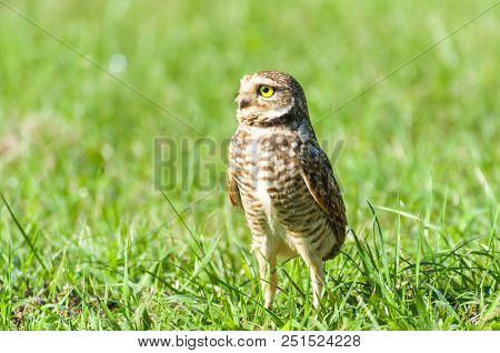 Beautiful Owl (glaucidium Minutissimum) On Top Of A Grass.