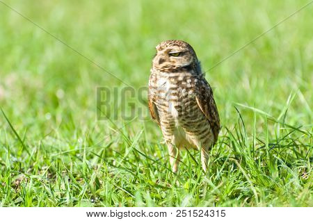 Beautiful Owl (glaucidium Minutissimum) On Top Of A Grass.