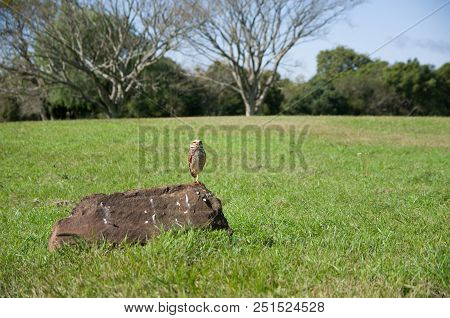 Beautiful Owl (glaucidium Minutissimum) On Top Of A Rock.