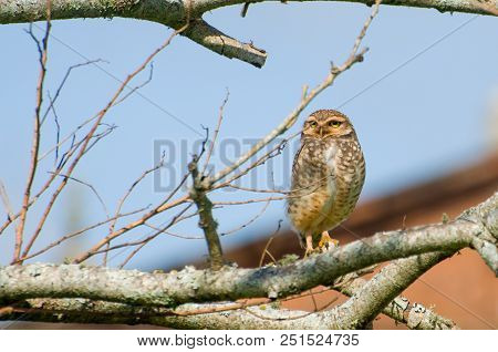 Beautiful Owl (glaucidium Minutissimum) On Top Of A Tree.