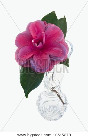Camélia fleur dans un Vase