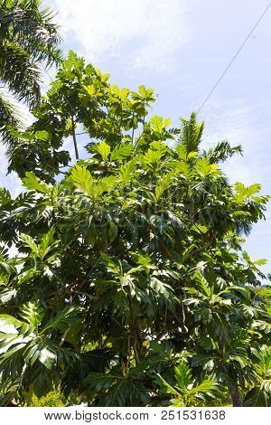 The Ripe Breadfruits Hanging At The Tree. There Are Many Breadfruit Trees Around. The Day Is Sunny A