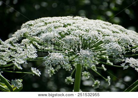 Cow Parsnip Or The Toxic Hogweed In Summer Sunny Day. Heracleum. Cow-bream.