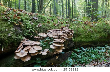 Gebroken Tree Moss verpakt met grote bos van Pholiota schimmels