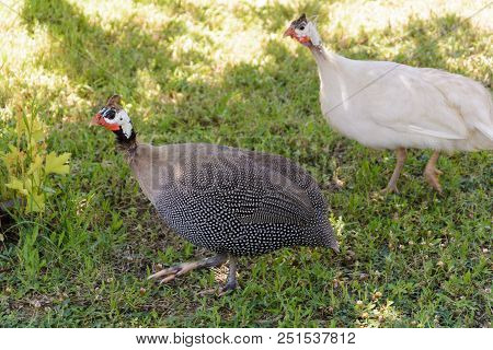 Two Guinea Fowl Birds White And Black Run Away On The Green Grass