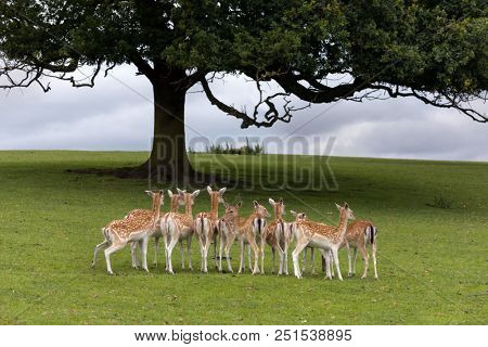 Axis deer or Chital deer from India under large tree