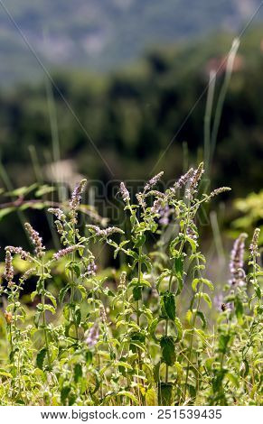 Wild, Mountain Mint (mentha Longifolia) Grows In A Mountainous Area On A Meadow On A Sunny, Summer D