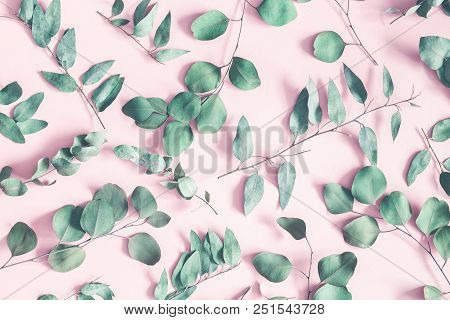 Eucalyptus Leaves On Pastel Pink Background. Flat Lay, Top View