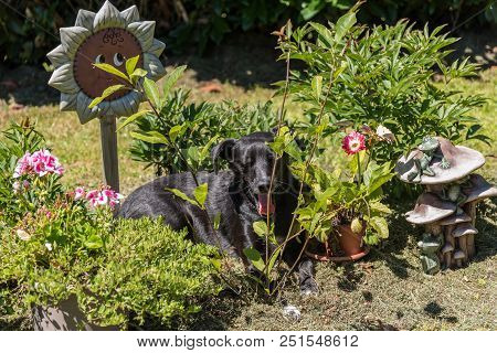 Black Dog Lies Relaxed In The Garden And Yawns