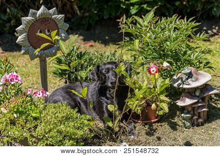Black Dog Lies Relaxed In The Garden Between Plants And Decorations