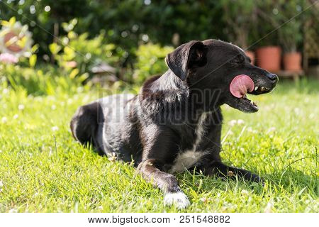 Black Dog Licks Lying Relaxed In The Garden In The Grass