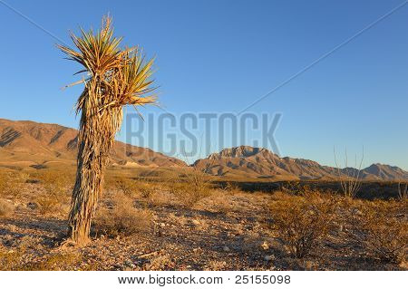 Desert Scene Featuring Yucca kasvi