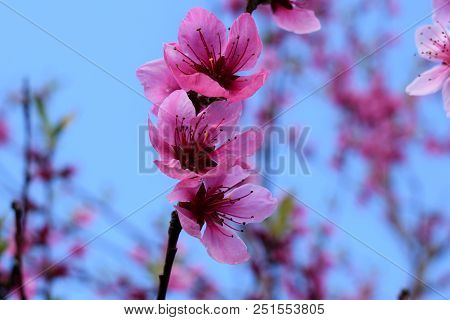 Peach Blossoms. The Blossoms Of Peach Are Pink And Aromatic. After These Flowers Produced Fruits Pea