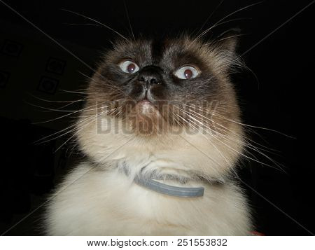 Cat - Ragdoll. Ragdoll Is The Second Largest After The Maine Coon Cat. Cat Comes From The Usa. Cat H