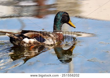 A Male Mallard Duck Beginning His Annual Moult