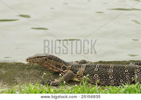 Varanus,