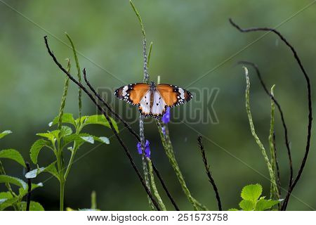 Plain Tiger Butterfly At Butterfly Hill In Pulau Ubin Singapore