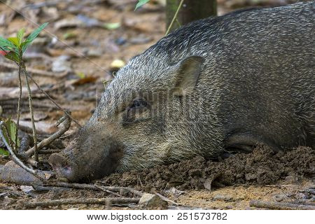 Wild Boar Laying In The Mud At Chek Jawa Wetlands In Pulau Ubin Singapore