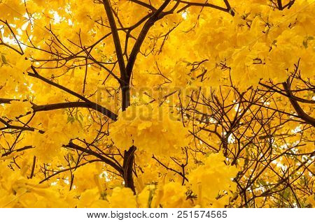 Yellow Poui Tree Branches In Full Blossom