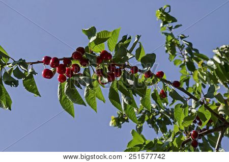 Cherry Tree Full Of Sweet Appetising Red Fruits In The Garden, District Drujba, Sofia, Bulgaria