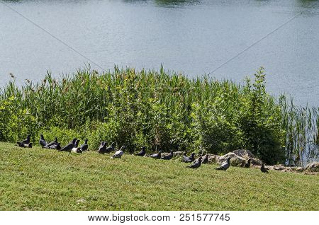 Group Pigeons, Dove Or Columba Livia With Variegated Feathers  Relax On Meadow Toward Lake, District