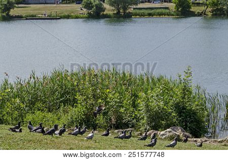 Group Pigeons, Dove Or Columba Livia With Variegated Feathers  Relax On Meadow Toward Lake, District