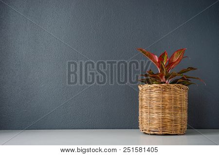 Aglaonema  Or Chinese Erergreen In Wicker Basket.