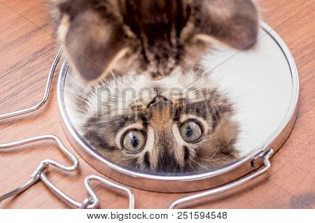 A Little Kitty Looks In The Mirror, The Top View. Displays Kittens In The Mirror