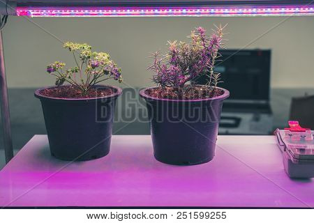 Plant Growing In Smart Indoor Farm With Artificial Led Light. Phyto Lamp For Seedling & Cultivation
