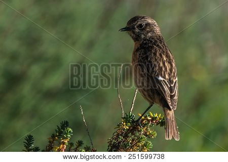 Sitting European Stonechat Saxicola Rubicola In Spain