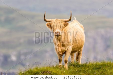 Highland Cattle And  Scottish Gaelic On A  Medow In Scottish Highlands