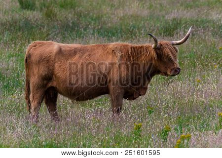 Highland Cattle And  Scottish Gaelic On A  Medow In Scottish Highlands