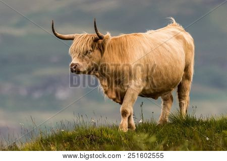 Highland Cattle And  Scottish Gaelic On A  Medow In Scottish Highlands