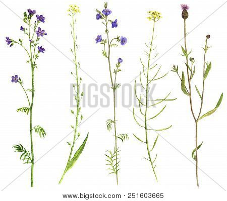Set Of Isolated Watercolor Drawing Palnts And Flowers, Hand Drawn Illustration