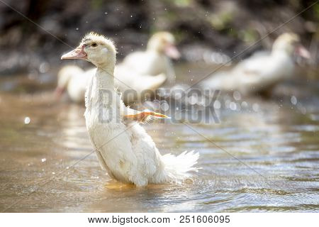 Baby Indoda Washes In The River In A Bright Sunny Summer Day