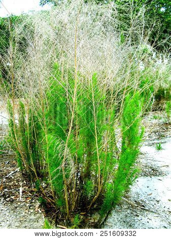 Small Pine Tree In A Grassy Area In A Plublic Park Around A Dry Ground