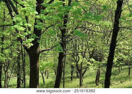 Photography Showing A Green Forest Located In The Chartreuse Mountain