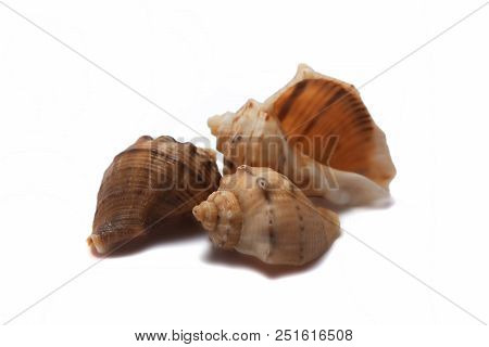 Sea Shells Close Up On White Background