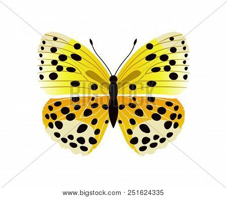 Lycaena Butterfly Of Yellow Color With Black Dots, Lycaena Type, Creature With Antenna Vector Illust