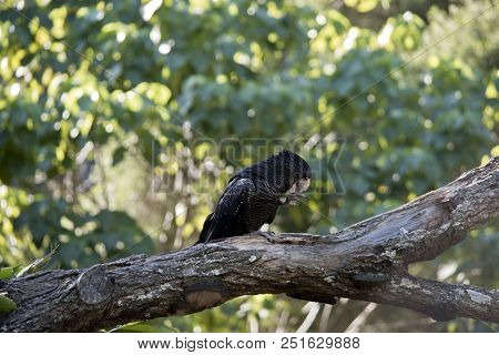 The Red Tailed Black Cockatoo Is Perched In A Treee Eating